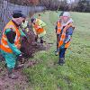 volunteers planting
